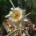 DSC03765Astrophytum caput-meduse