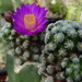 DSC03766Mammillaria therese