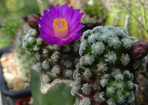 DSC03766Mammillaria therese