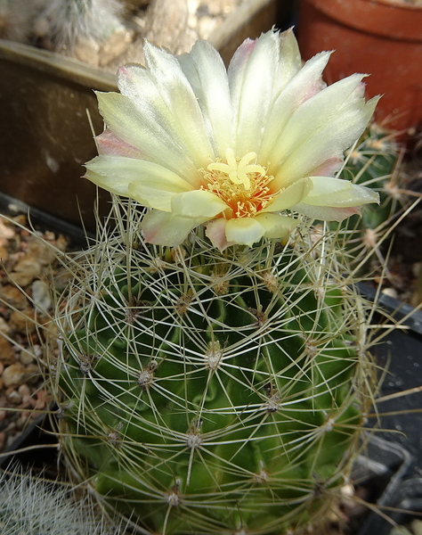 DSC03767Hamatocactus setispinus var. setaceus