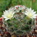 DSC03768Mammillaria nana