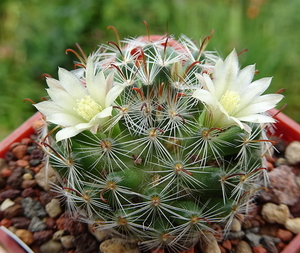 DSC03768Mammillaria nana