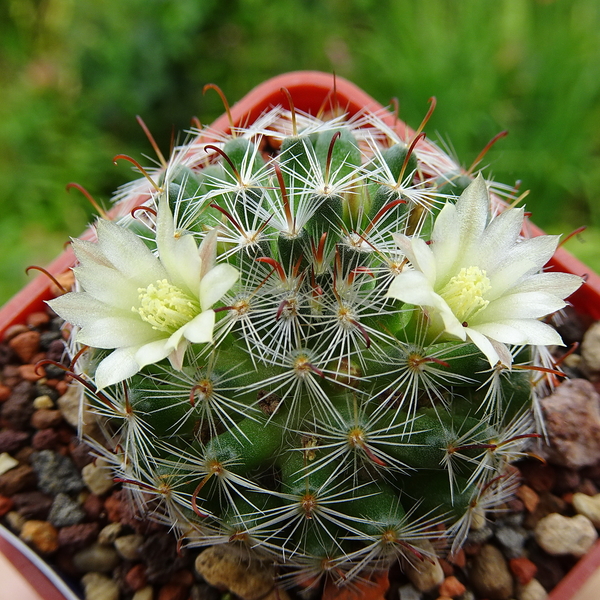 DSC03769Mammillaria nana