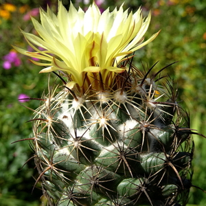 DSC03776Coryphantha cornifera