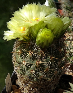 DSC03777Coryphantha palmeri v. pectinata Rio Pecos