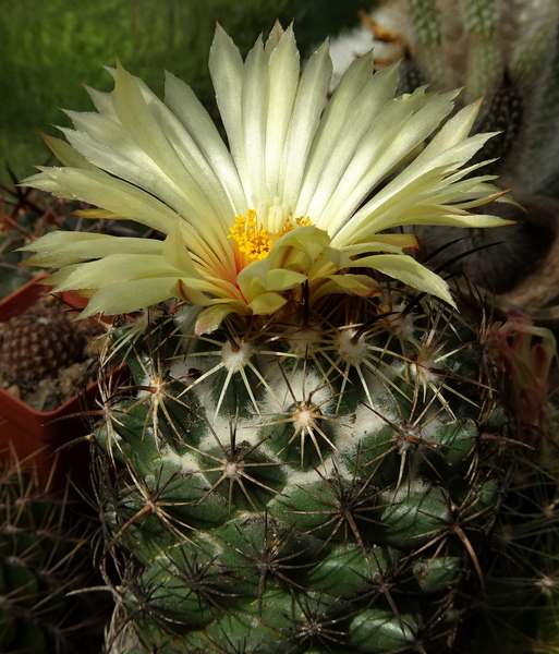 DSC03778Coryphantha cornifera