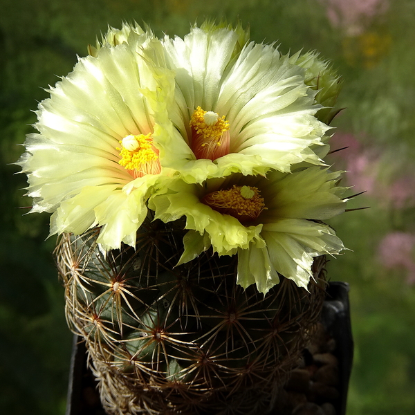 DSC03779Coryphantha palmeri v. pectinata Rio Pecos