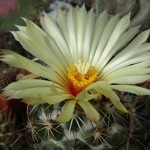 DSC03806Coryphantha cornifera