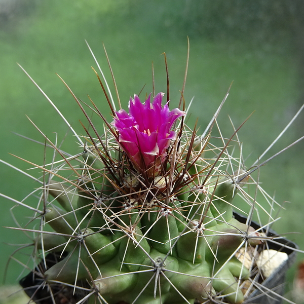 DSC03807Thelocactus matudae