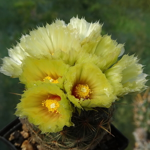 DSC03808Coryphantha palmeri v. pectinata Rio Pecos