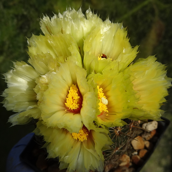 DSC03812Coryphantha palmeri v. pectinata Rio Pecos