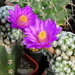 DSC03813Mammillaria therese