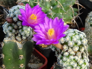 DSC03813Mammillaria therese