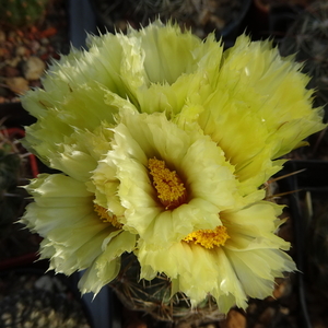 DSC03814Coryphantha palmeri v. pectinata Rio Pecos