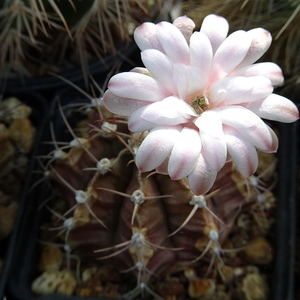 DSC03815Gymnocalycium friedrichii