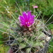 DSC03818Thelocactus matudae