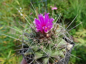 DSC03818Thelocactus matudae