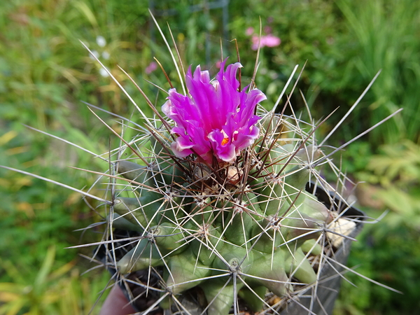 DSC03818Thelocactus matudae