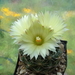 DSC03820Coryphantha cornifera