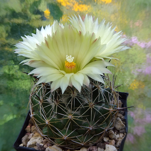 DSC03821Coryphantha cornifera