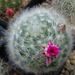 DSC03825Mammillaria guelzowiana