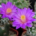 DSC03824Mammillaria therese