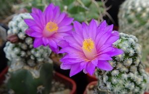 DSC03824Mammillaria therese