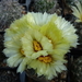 DSC03826Coryphantha palmeri v. pectinata Rio Pecos