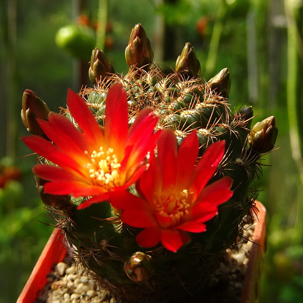 DSC03828Sulcorebutia losenickyana