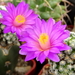 DSC03827Mammillaria therese