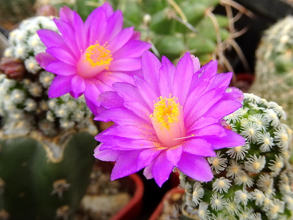 DSC03827Mammillaria therese