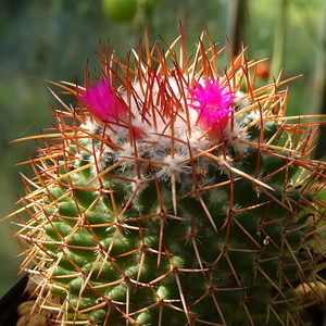 DSC03829Mammillaria polythele