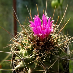 DSC03830Thelocactus matudae