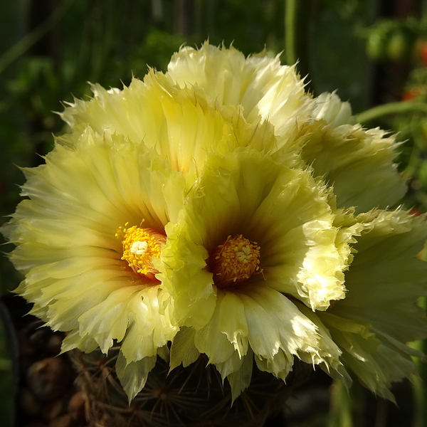 DSC03832Coryphantha palmeri v. pectinata Rio Pecos