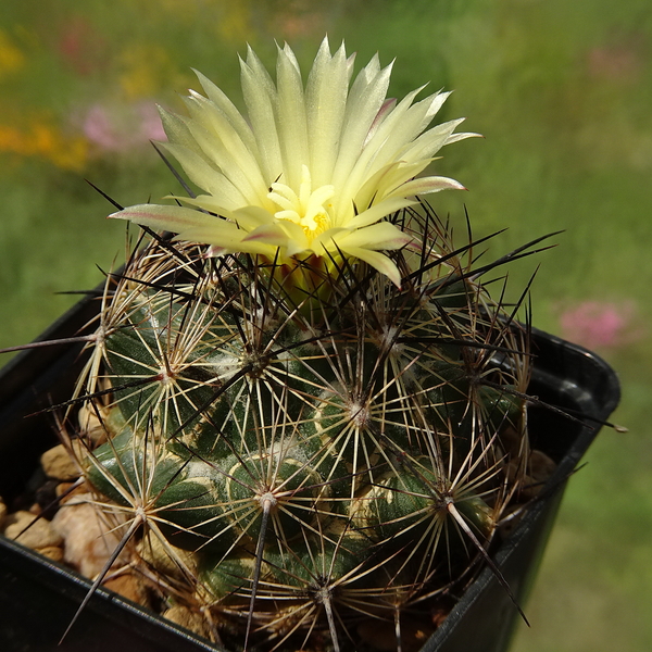 DSC03846Coryphantha nickelsiae