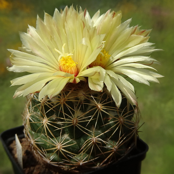 DSC03852Coryphantha palmeri v. pectinata Rio Pecos