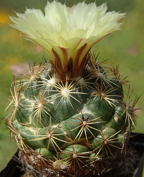 DSC03856Coryphantha indensis