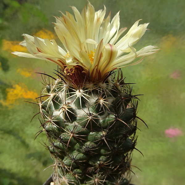 DSC03860Coryphantha cornifera