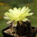 DSC03862Acanthocalycium thionanthum