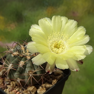 DSC03863Acanthocalycium thionanthum