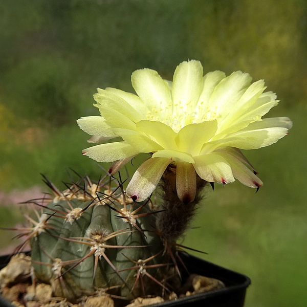 DSC03864Acanthocalycium thionanthum