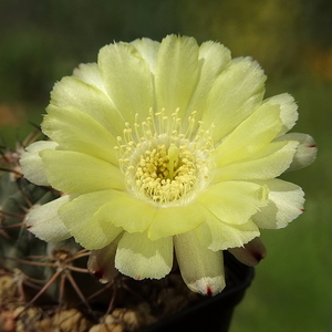 DSC03865Acanthocalycium thionanthum