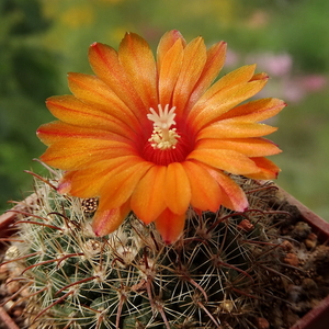 DSC03875Parodia rubellihamata P253