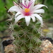 DSC03881Mammillaria fraileana