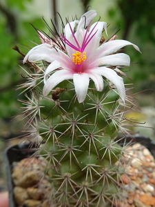 DSC03881Mammillaria fraileana