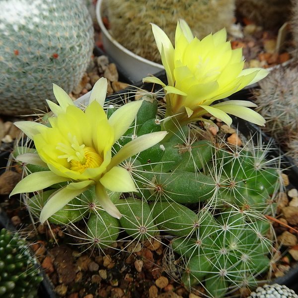 DSC03882Mammillaria sphaerica