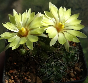 DSC03893Mammillaria sphaerica