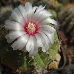 DSC03895Gymnocalycium bodenbenderianum La Rioja