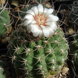 DSC03897Gymnocalycium guanchinense VS 39 La Rocha