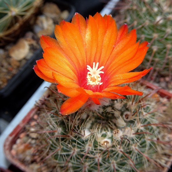 DSC03909Parodia rubellihamata P253